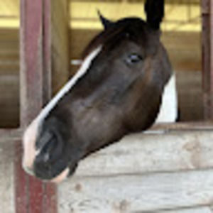 Meet your Posher, Abigail